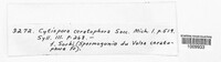 Cytospora ceratophora image